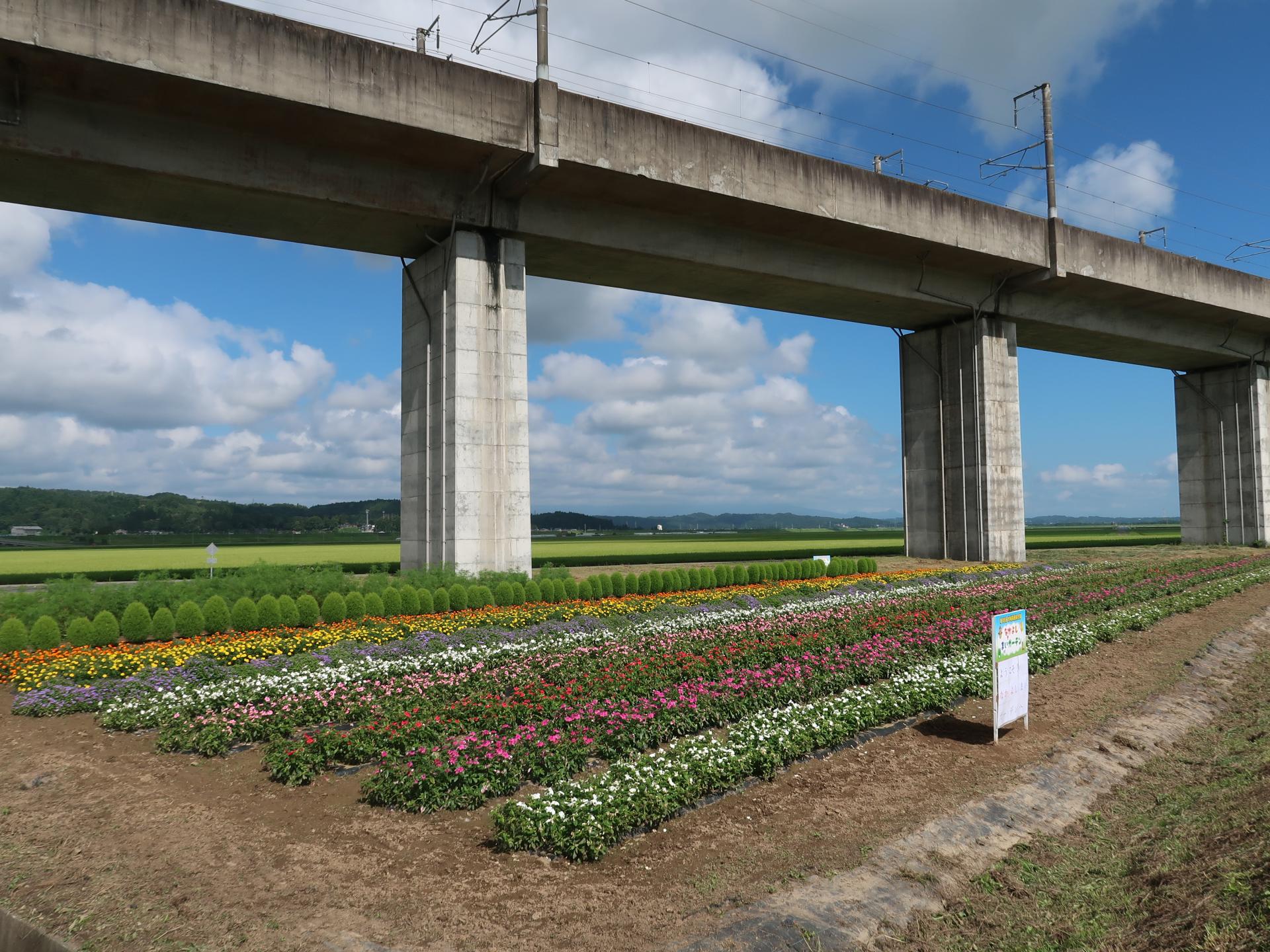 大規模花壇部門 第１地区地域資源保全隊（一関）